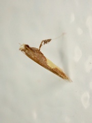 Caloptilia celtidis