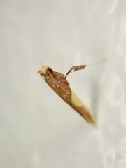 Caloptilia celtidis