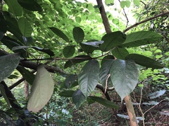 Artocarpus rigidus