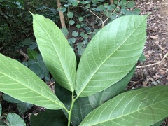 Artocarpus rigidus