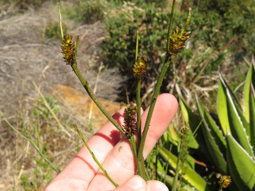 Image of Thesium aggregatum by (c) Jeremy Gilmore, some rights reserved (CC BY)