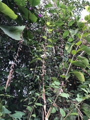 Bambusa stenostachya