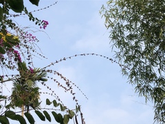 Bambusa stenostachya