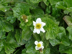 Caltha palustris