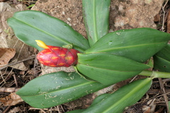 Costus scaber
