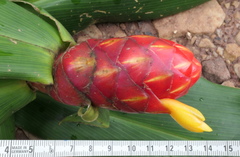 Costus scaber