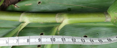Costus scaber