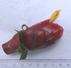 Costus scaber
