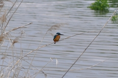 Alcedo atthis