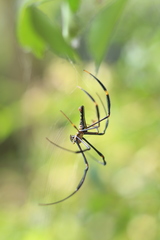 Nephila pilipes