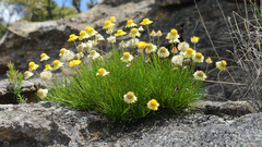 Leucochrysum graminifolium