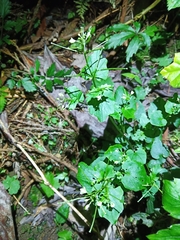 Cardamine circaeoides