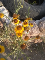 Helenium mexicanum
