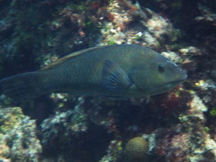 Notolabrus inscriptus