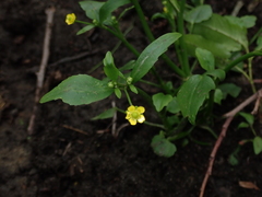Ranunculus ophioglossifolius
