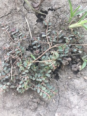 Euphorbia