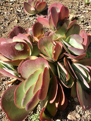 Kalanchoe luciae