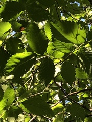 Ulmus