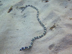 Leiuranus versicolor