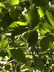 Ulmus