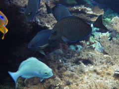 Prionurus maculatus