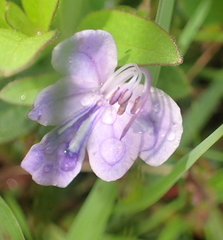 Rotheca hirsuta