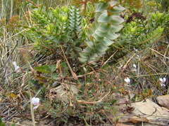Crassula undulata