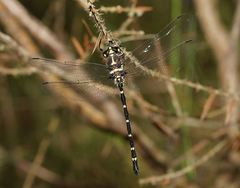 Eusynthemis guttata