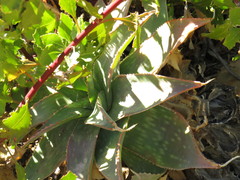 Aloe × schimperi