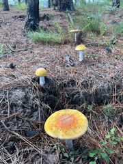 Amanita muscaria formosa