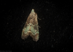 Heteromicta tripartitella