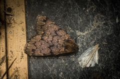 Mormoscopa phricozona