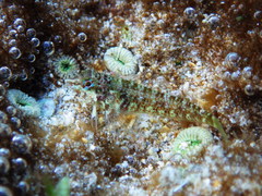 Enneapterygius rufopileus