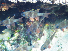 Ostorhinchus norfolcensis