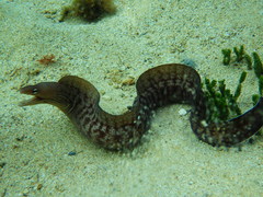Gymnothorax nubilus