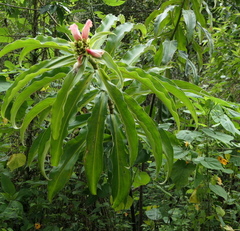 Costus guanaiensis macrostrobilus