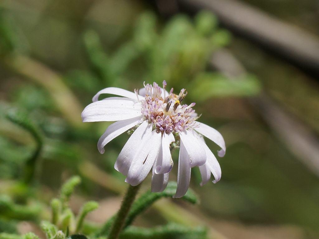 Olearia asterotricha