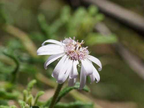 Olearia asterotricha (F.Muell.) F.Muell.