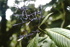 Palicourea lehmannii