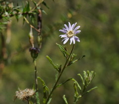Olearia asterotricha