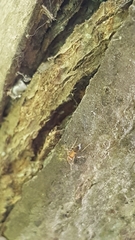 Formicidae