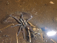 Arctosa fulvolineata