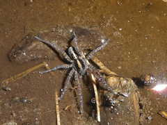 Arctosa fulvolineata