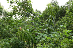 Costus guanaiensis macrostrobilus