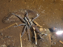 Arctosa fulvolineata
