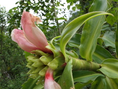 Costus guanaiensis macrostrobilus