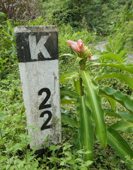 Costus guanaiensis macrostrobilus
