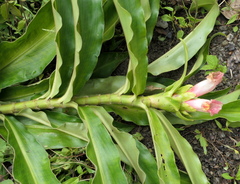 Costus guanaiensis macrostrobilus