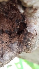 Formicidae