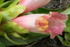 Costus guanaiensis macrostrobilus